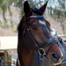 Crystal Browband - Americana 2 - Equine Exchange Tack Shop
