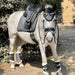 Halter Ego® Gunmetal Glitter Brushing Boots - Equine Exchange Tack Shop