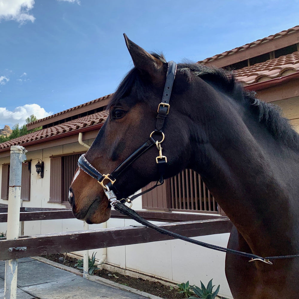 Black Patent Croc Safari Halter - Equine Exchange Tack Shop
