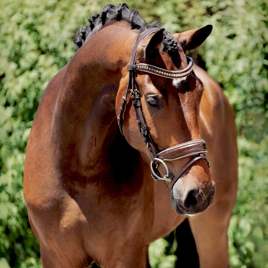 The Catalonia Metallic Bronze Leather Snaffle Bridle with Removable Flash - Equine Exchange Tack Shop