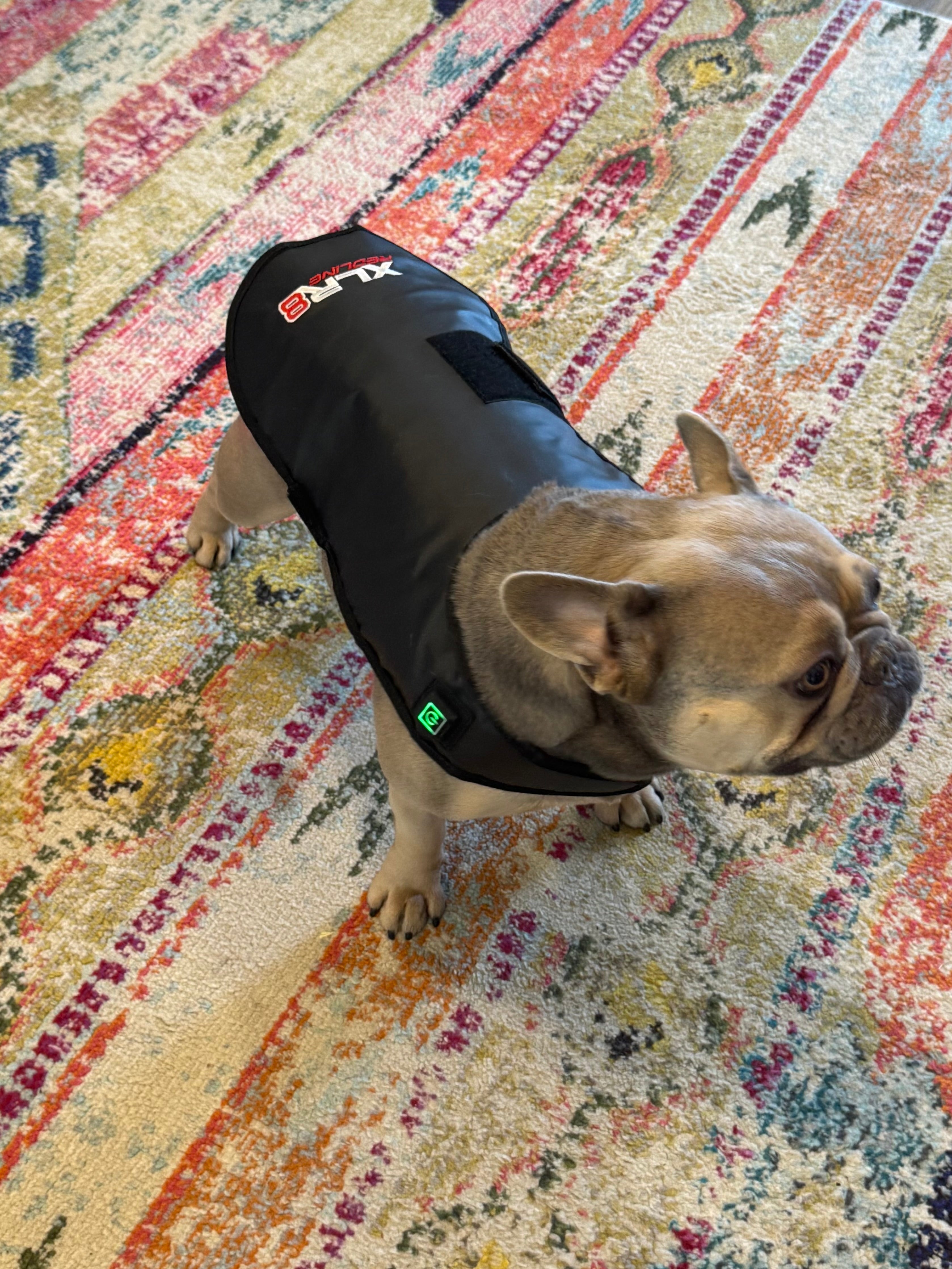 Redline Dog Wrap- Small - Equine Exchange Tack Shop