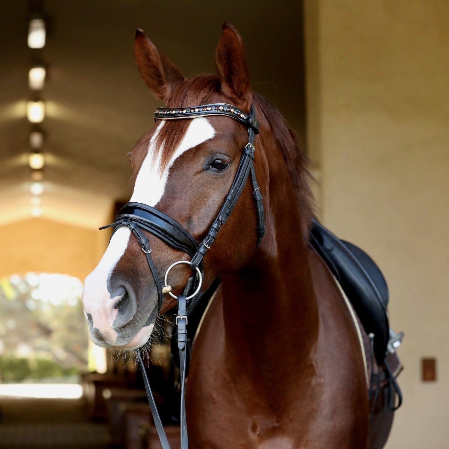Lyamora Limited Edition Black Patent Snap Browband - Equine Exchange Tack Shop