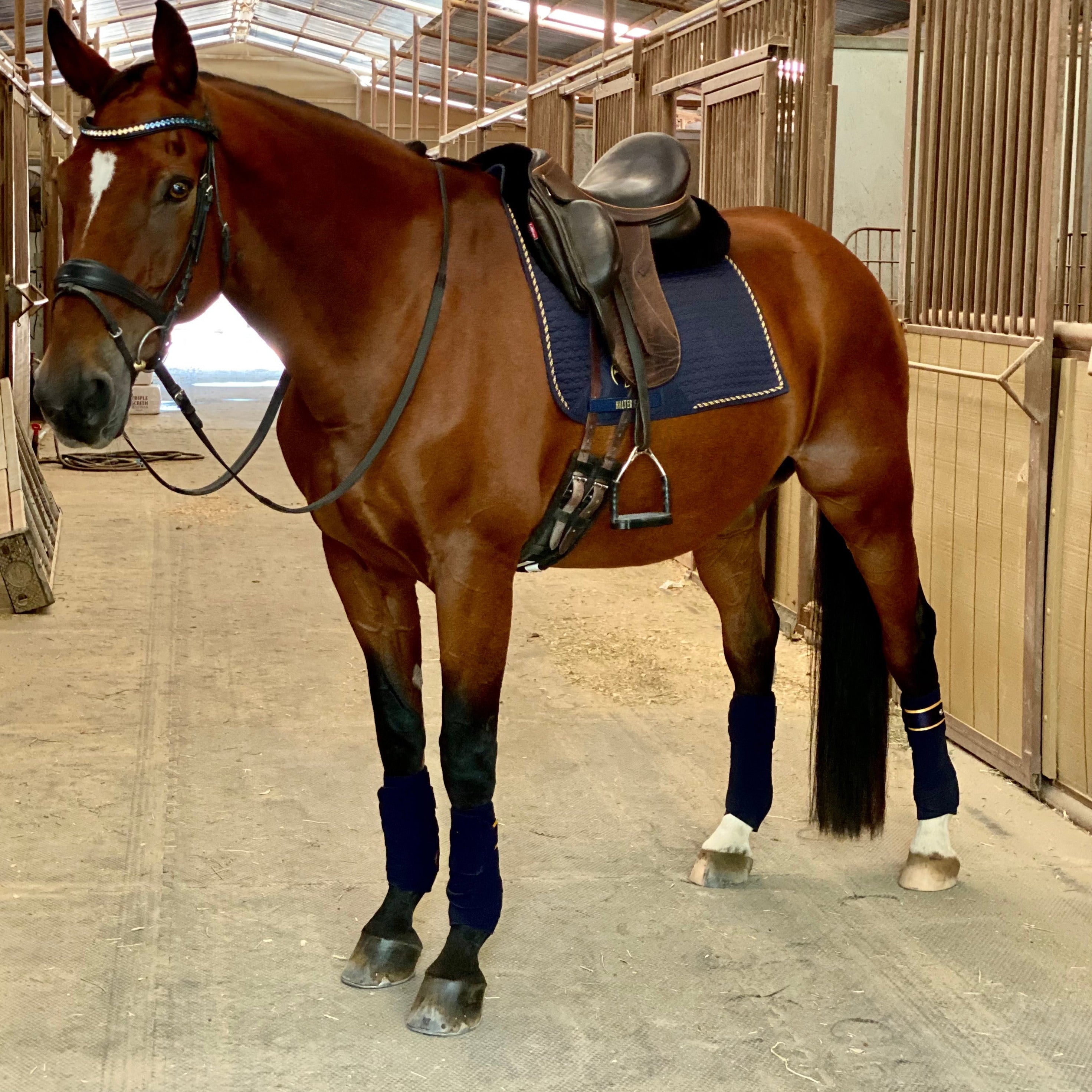 Halter Ego Navy & Gold Fleece Bandages - Equine Exchange Tack Shop