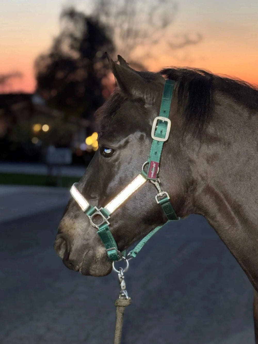 Premium Nylon Halter