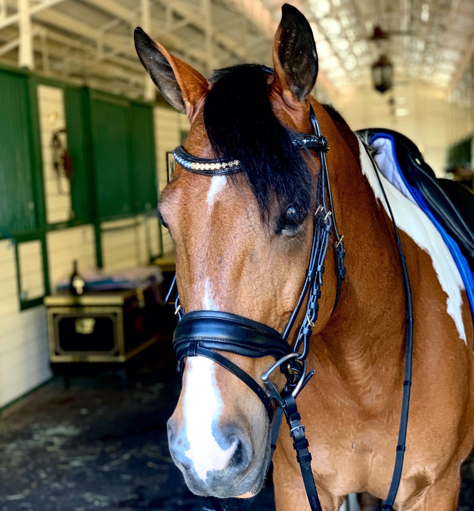 Halter Ego® Crystal Patent Browband - Dusk To Dawn - Equine Exchange Tack Shop