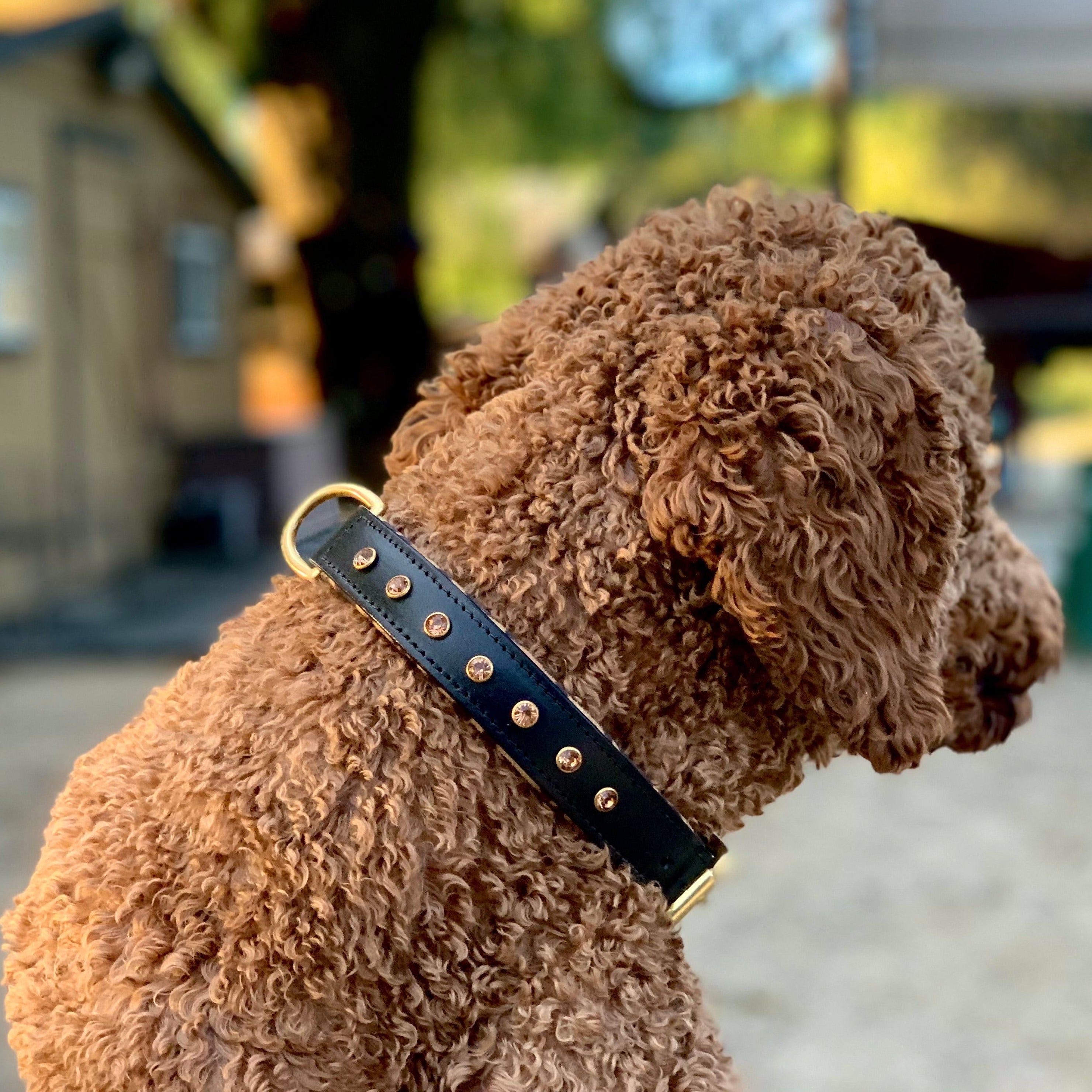 Halter Ego® Black Leather Safari Dog Collar - Equine Exchange Tack Shop