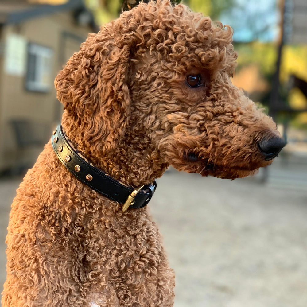 Halter Ego® Black Leather Safari Dog Collar - Equine Exchange Tack Shop