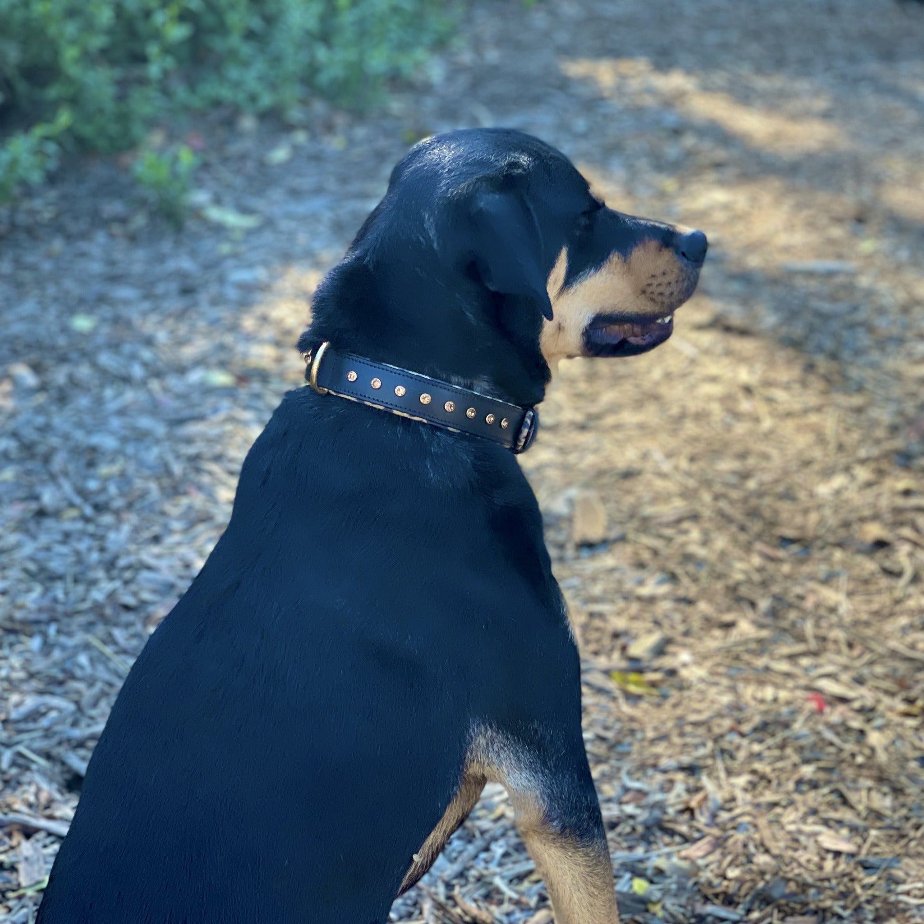 Halter Ego® Black Leather Safari Dog Collar - Equine Exchange Tack Shop