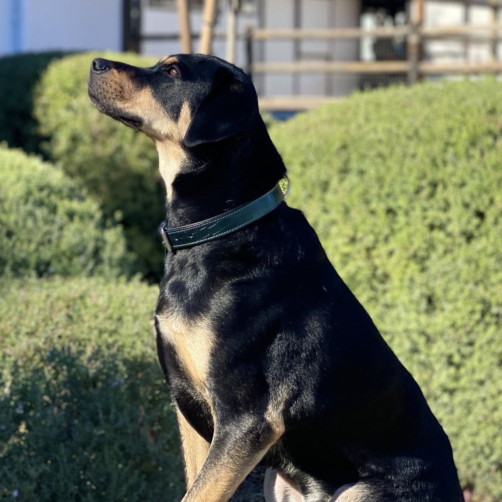 Halter Ego® Metallic Teal Croc Leather Dog Collar - Equine Exchange Tack Shop