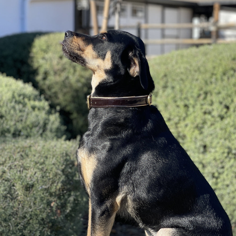 Halter Ego® Brown Patent Florence Dog Collar - Equine Exchange Tack Shop