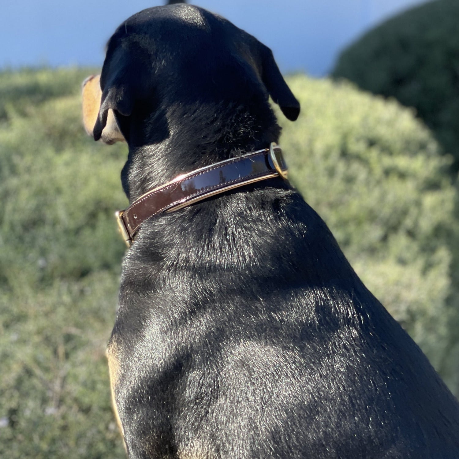 Halter Ego® Brown Patent Florence Dog Collar - Equine Exchange Tack Shop