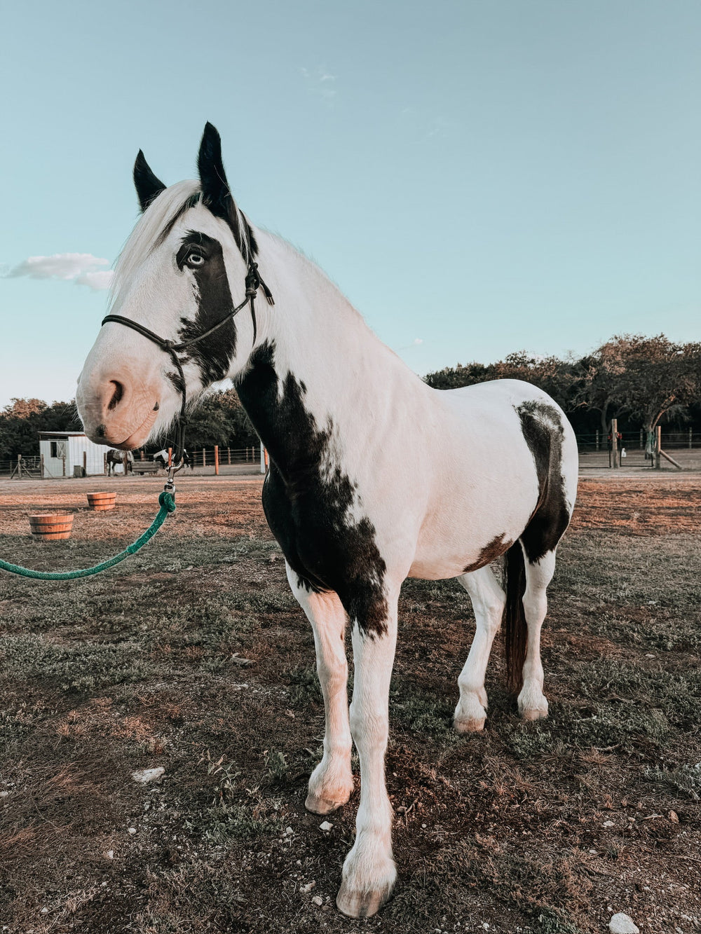 SPARKLE @ The Paddock:  CLARIFY SHAMPOO - Equine Exchange Tack Shop