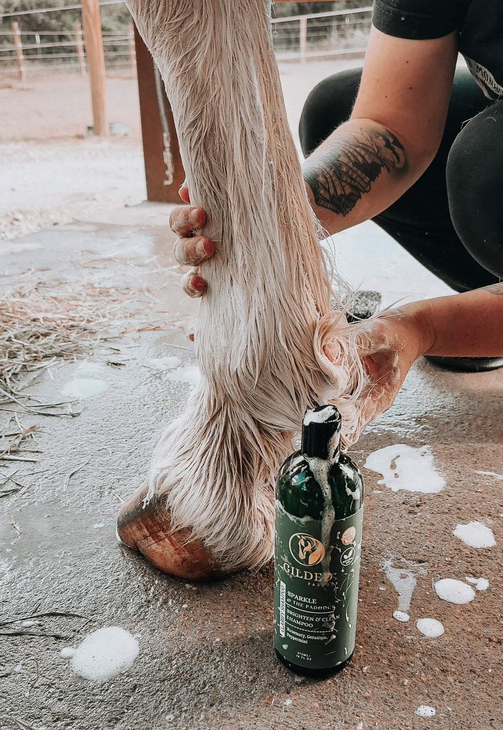 SPARKLE @ The Paddock:  CLARIFY SHAMPOO - Equine Exchange Tack Shop