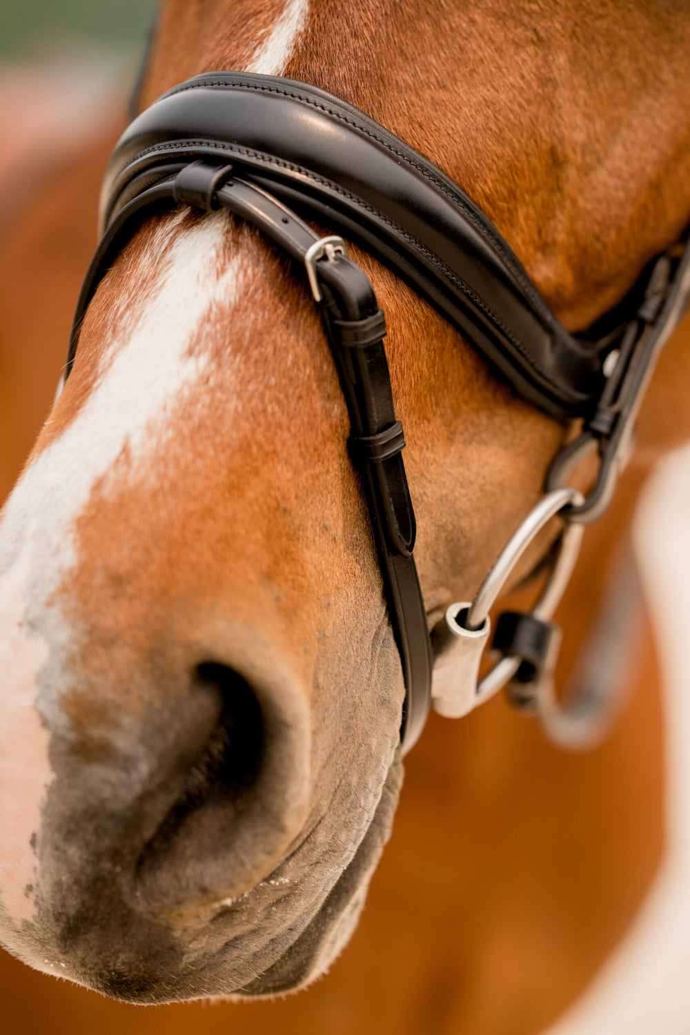 Impulsion Dressage Bridle - Equine Exchange Tack Shop