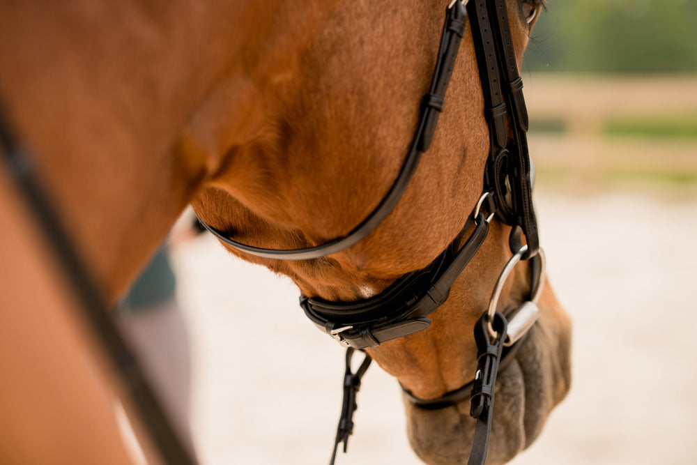 Impulsion Dressage Bridle - Equine Exchange Tack Shop
