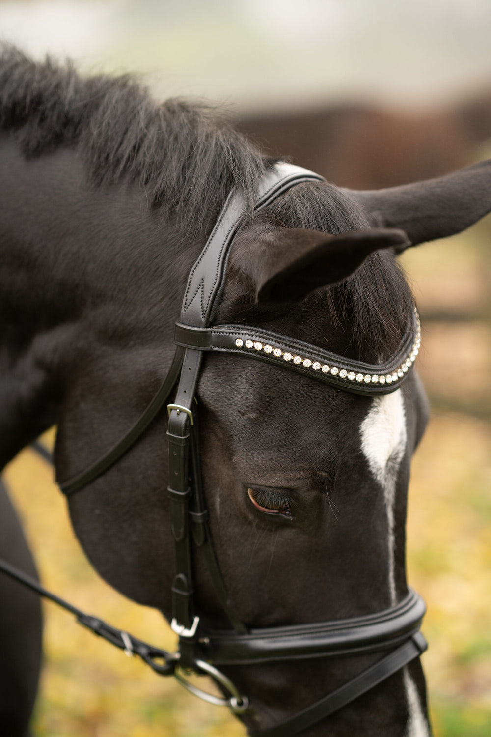 Black Oak Magnolia Dressage Bridle - Equine Exchange Tack Shop