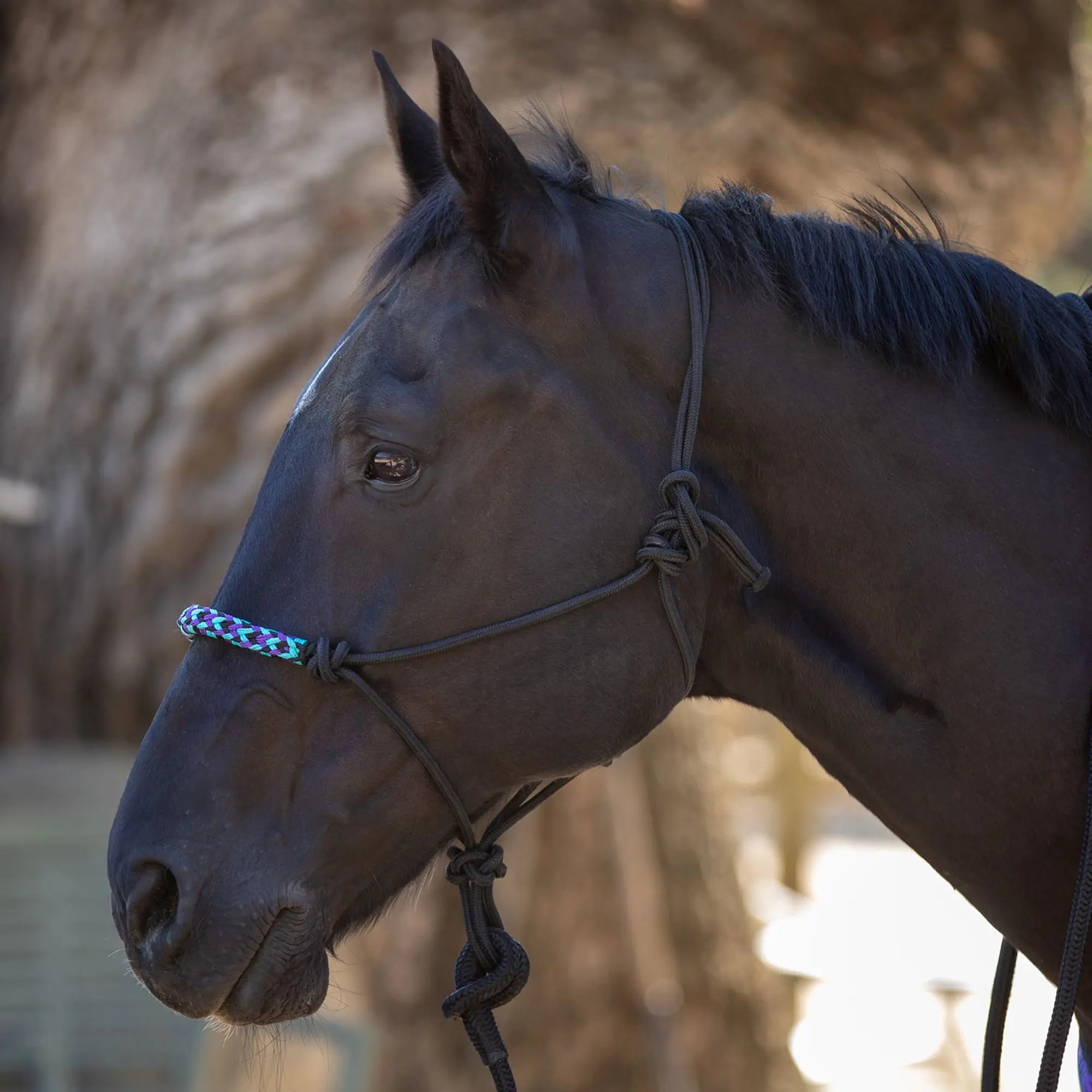 Clinician Rope Halter - Equine Exchange Tack Shop