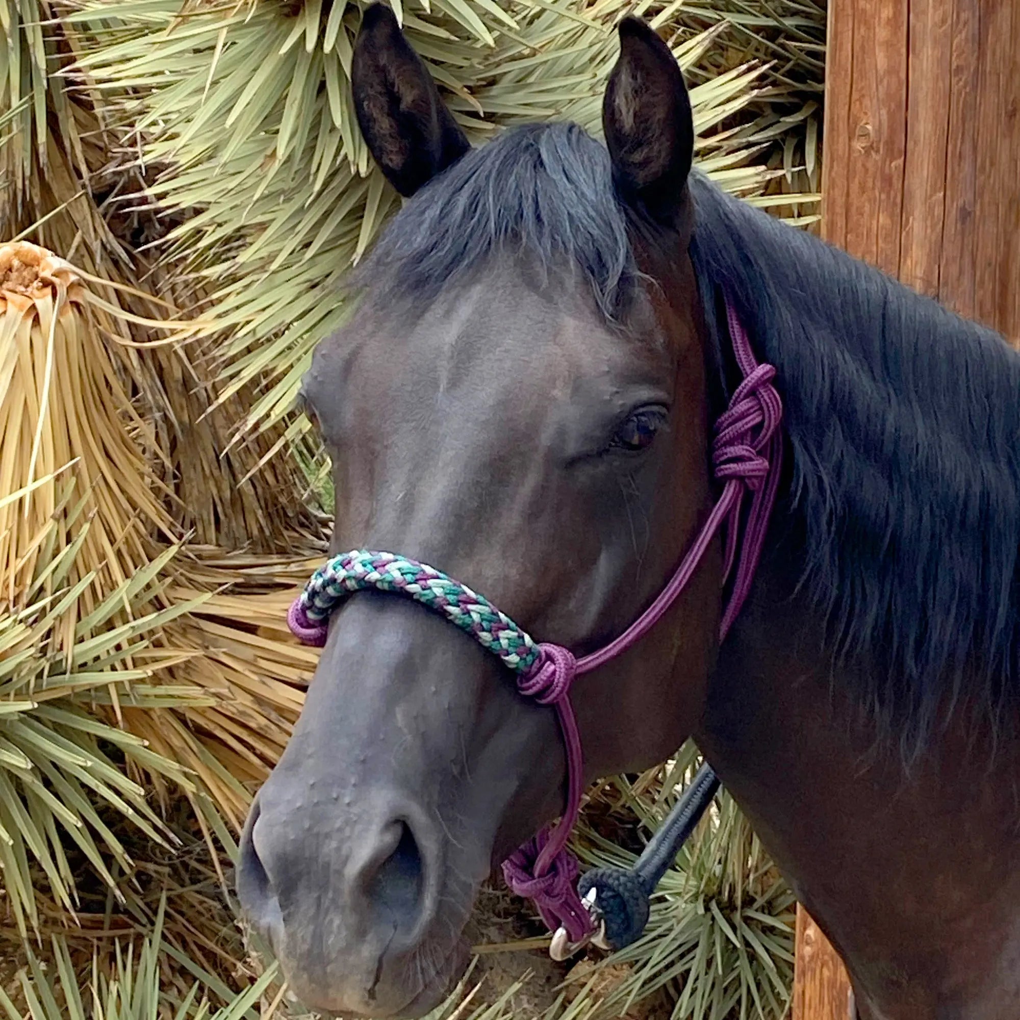 Clinician Rope Halter - Equine Exchange Tack Shop