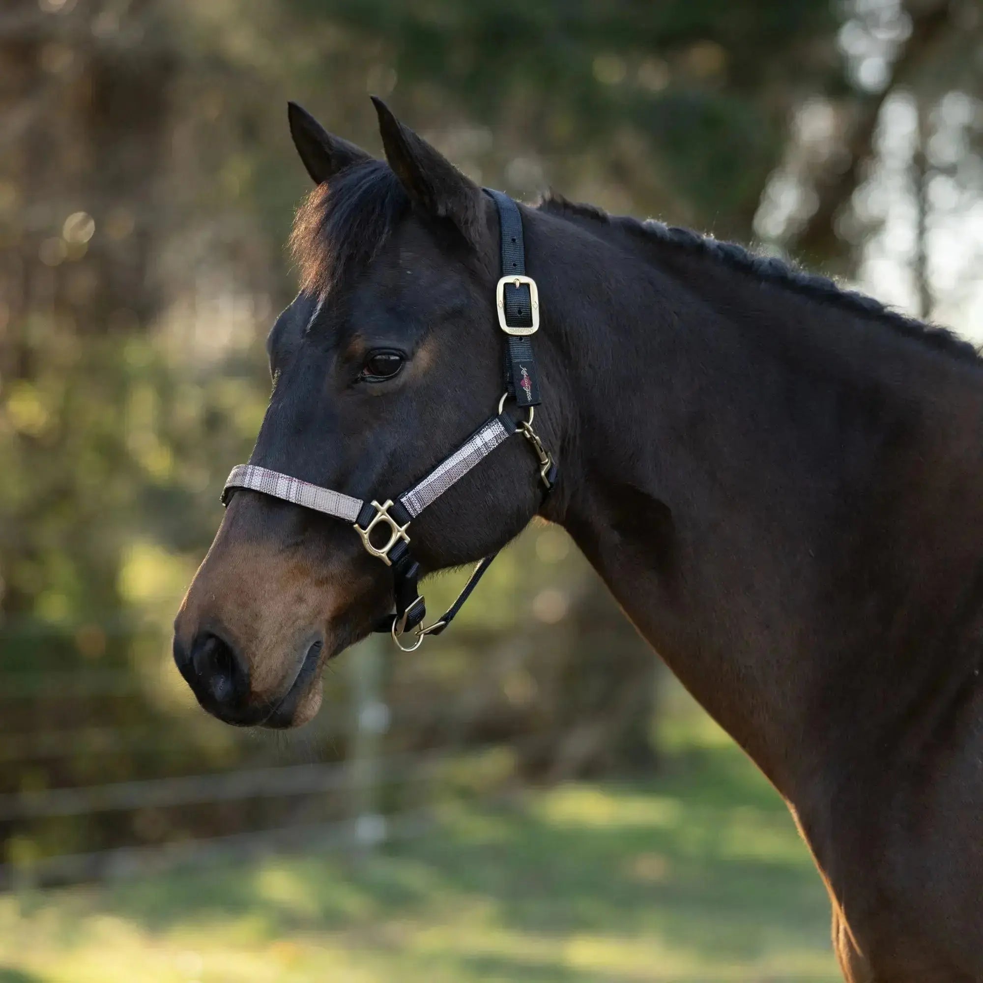 Premium Nylon Halter  