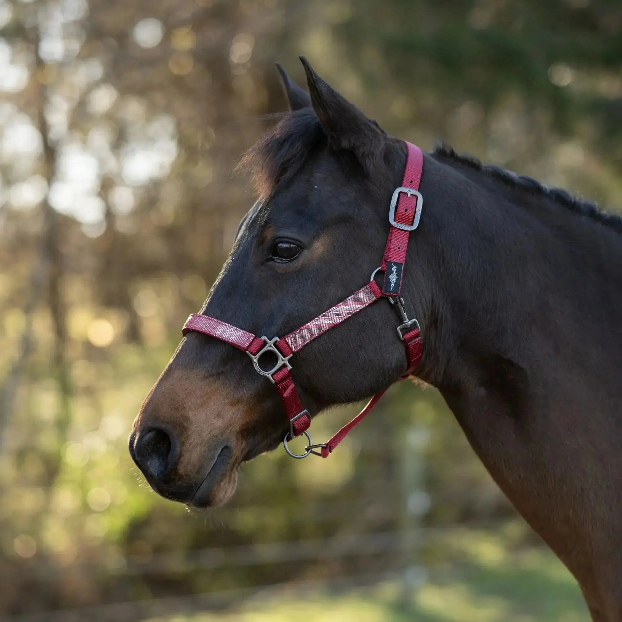 Premium Nylon Halter  