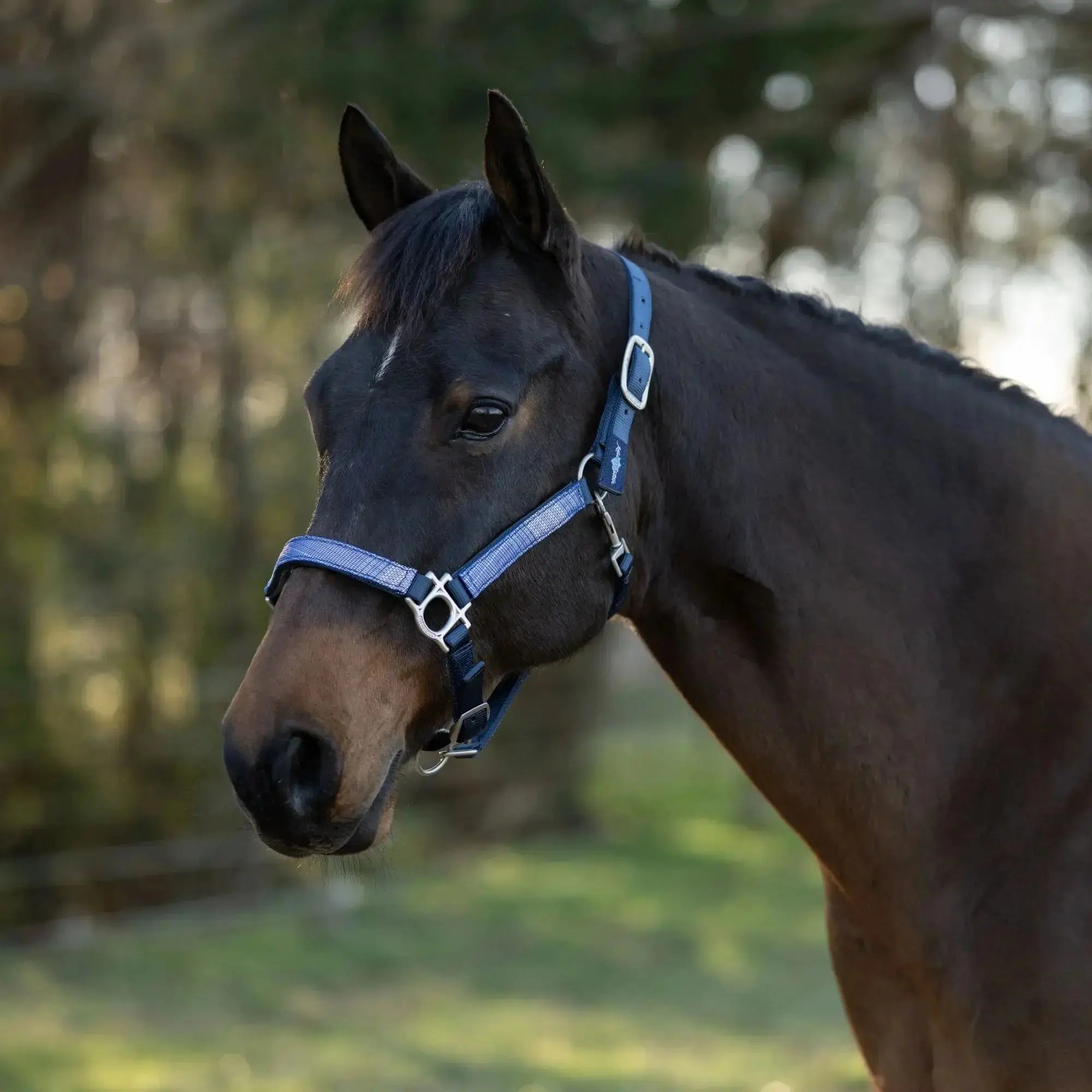 Premium Nylon Halter  