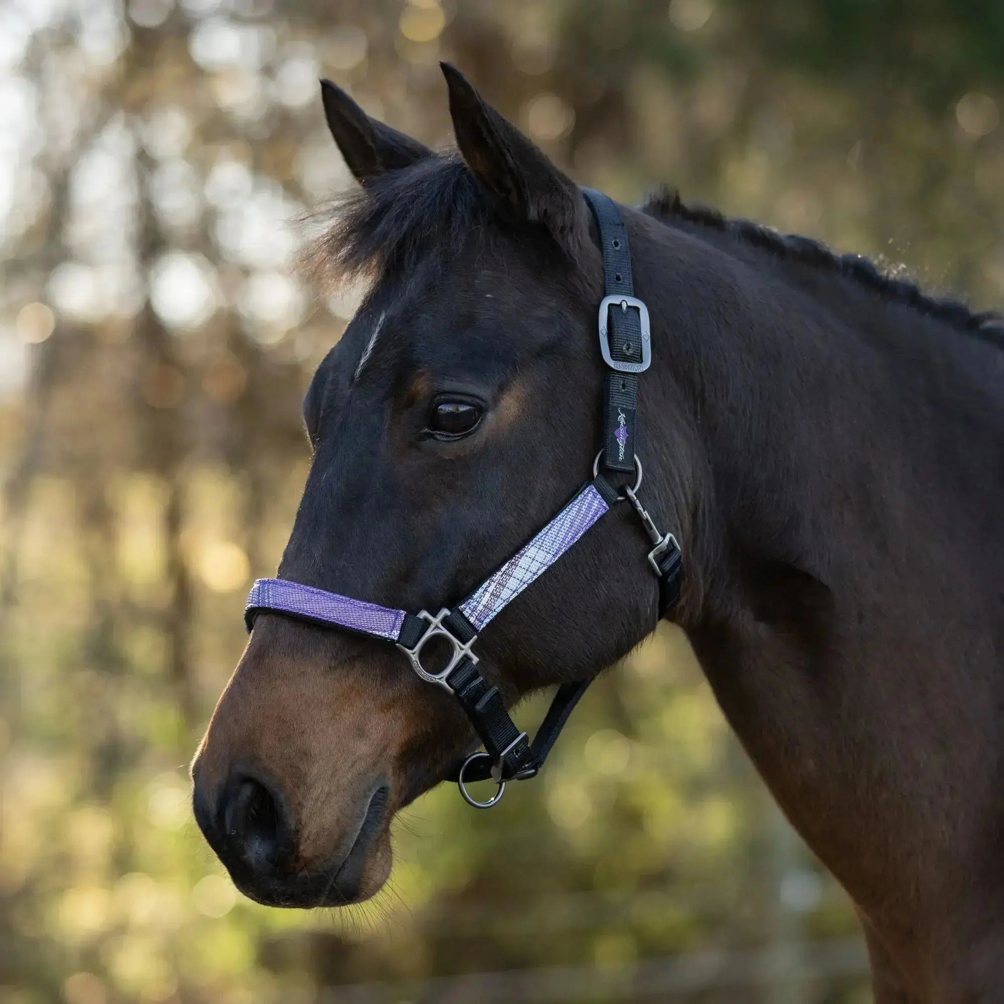 Premium Nylon Halter  