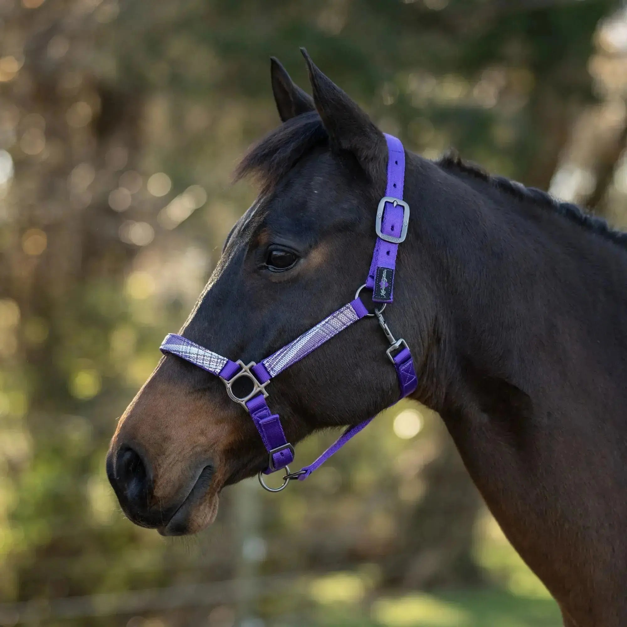 Premium Nylon Halter  