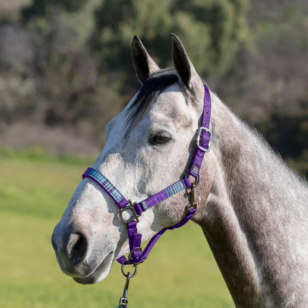 Premium Nylon Halter - Equine Exchange Tack Shop
