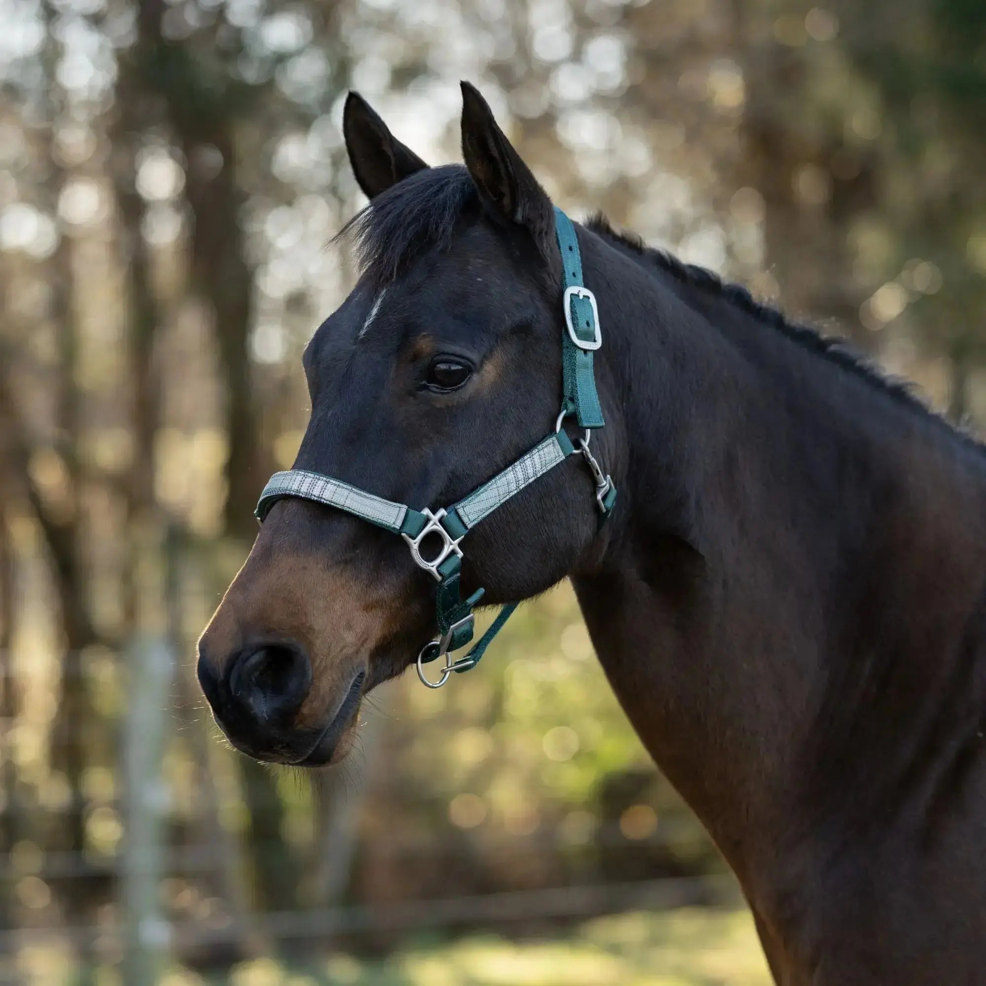 Premium Nylon Halter  