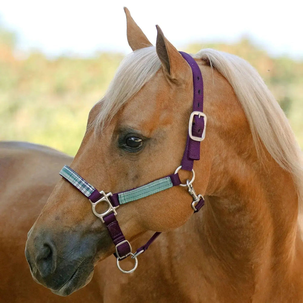 Premium Nylon Halter - Equine Exchange Tack Shop