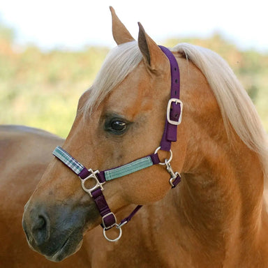 Premium Nylon Halter - Equine Exchange Tack Shop