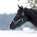 Premium Nylon Halter - Equine Exchange Tack Shop