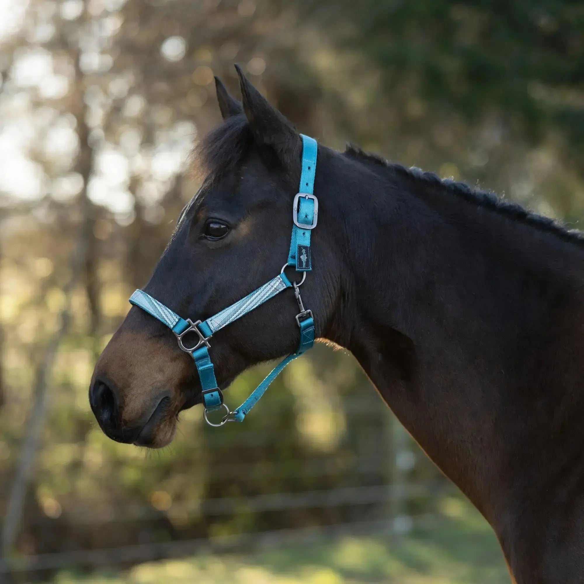 Premium Nylon Halter  