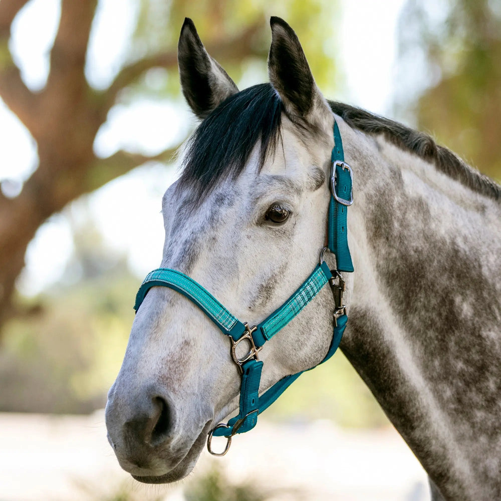Premium Nylon Halter - Equine Exchange Tack Shop