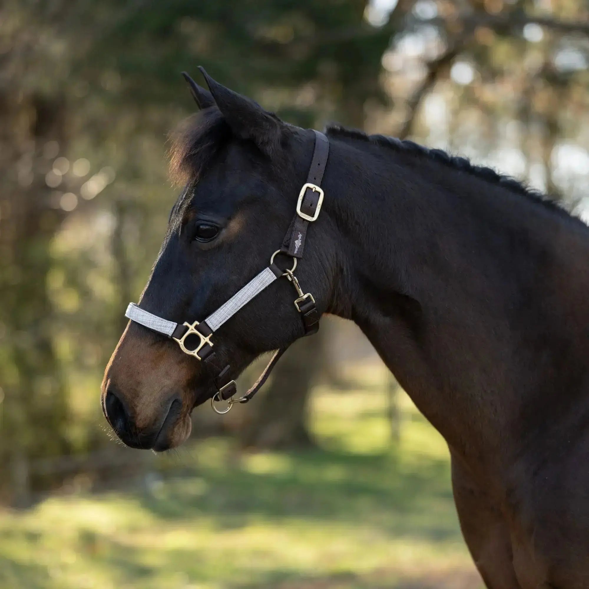 Premium Nylon Halter  
