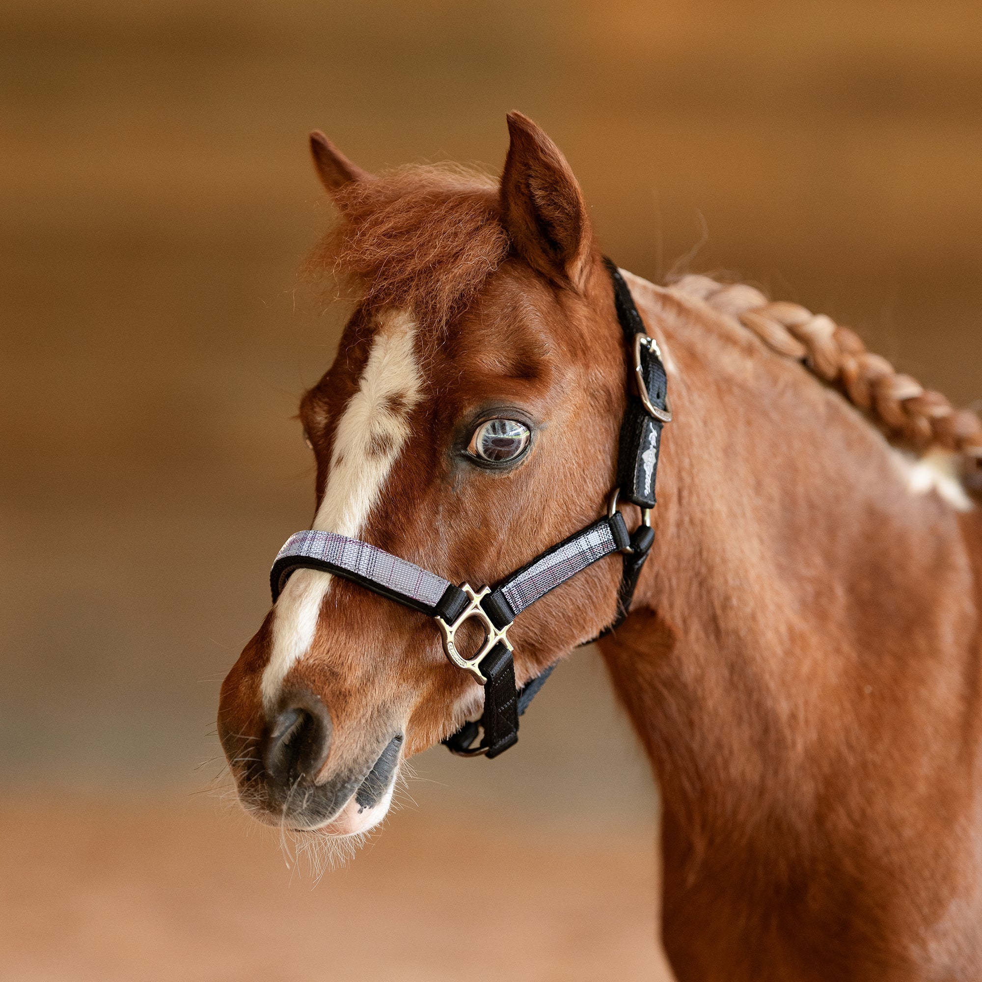 Premium Nylon Halter