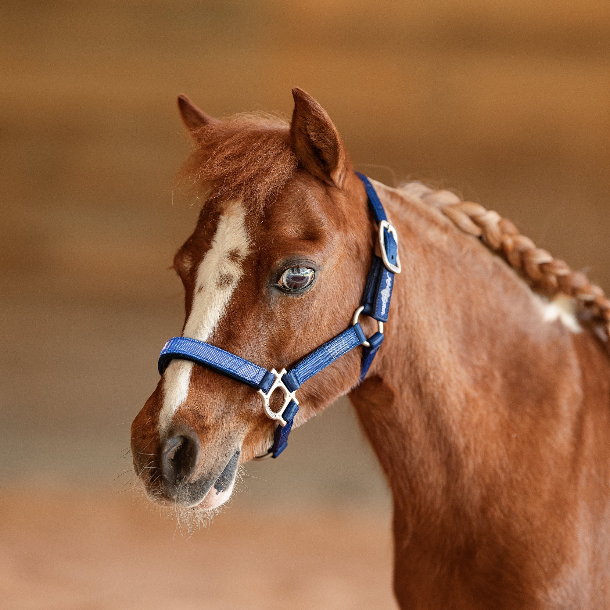 Premium Nylon Halter