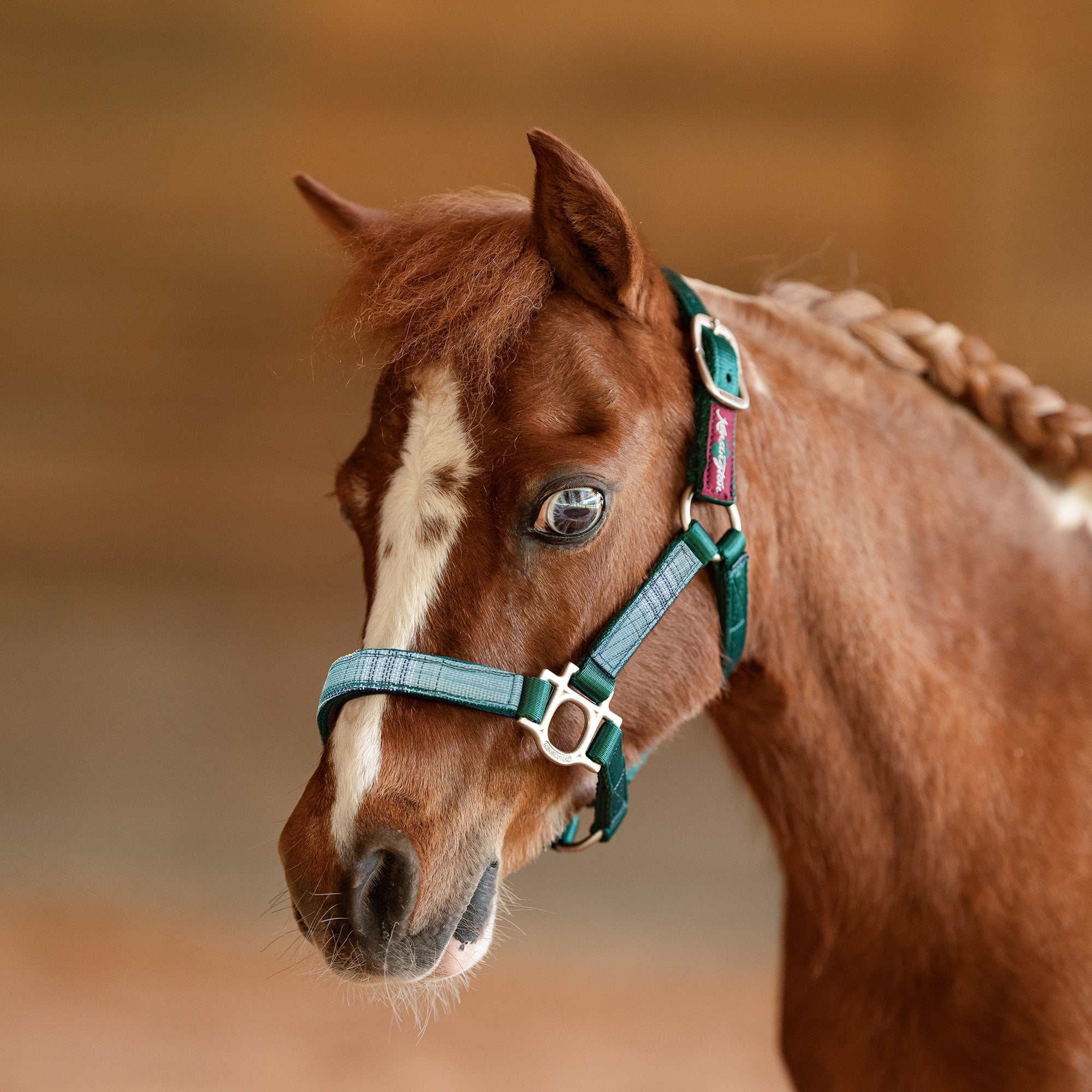 Premium Nylon Halter