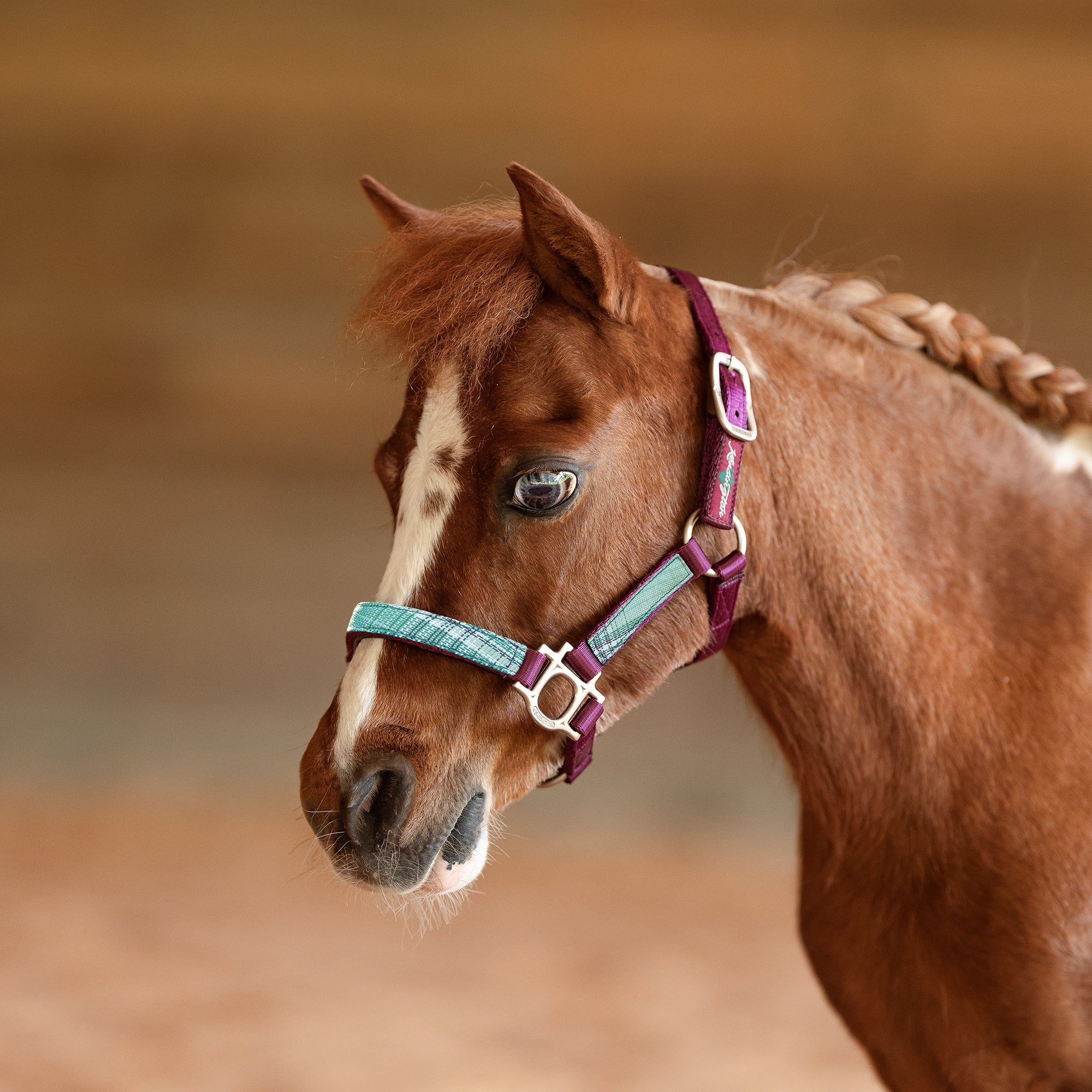 Premium Nylon Halter