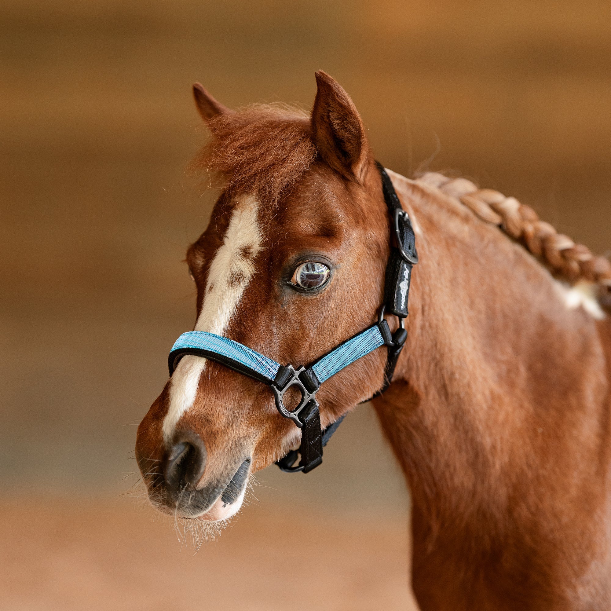Premium Nylon Halter