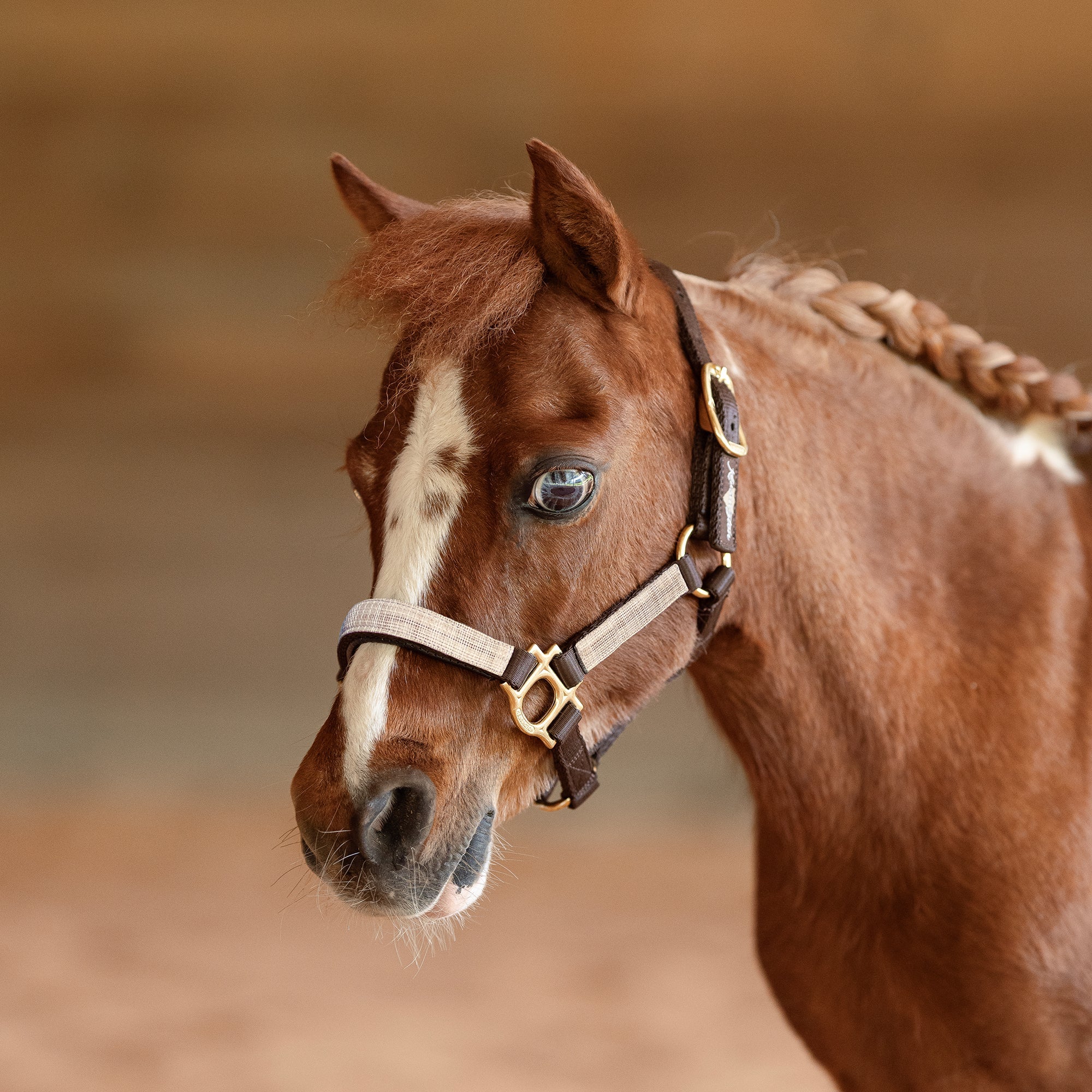 Premium Nylon Halter