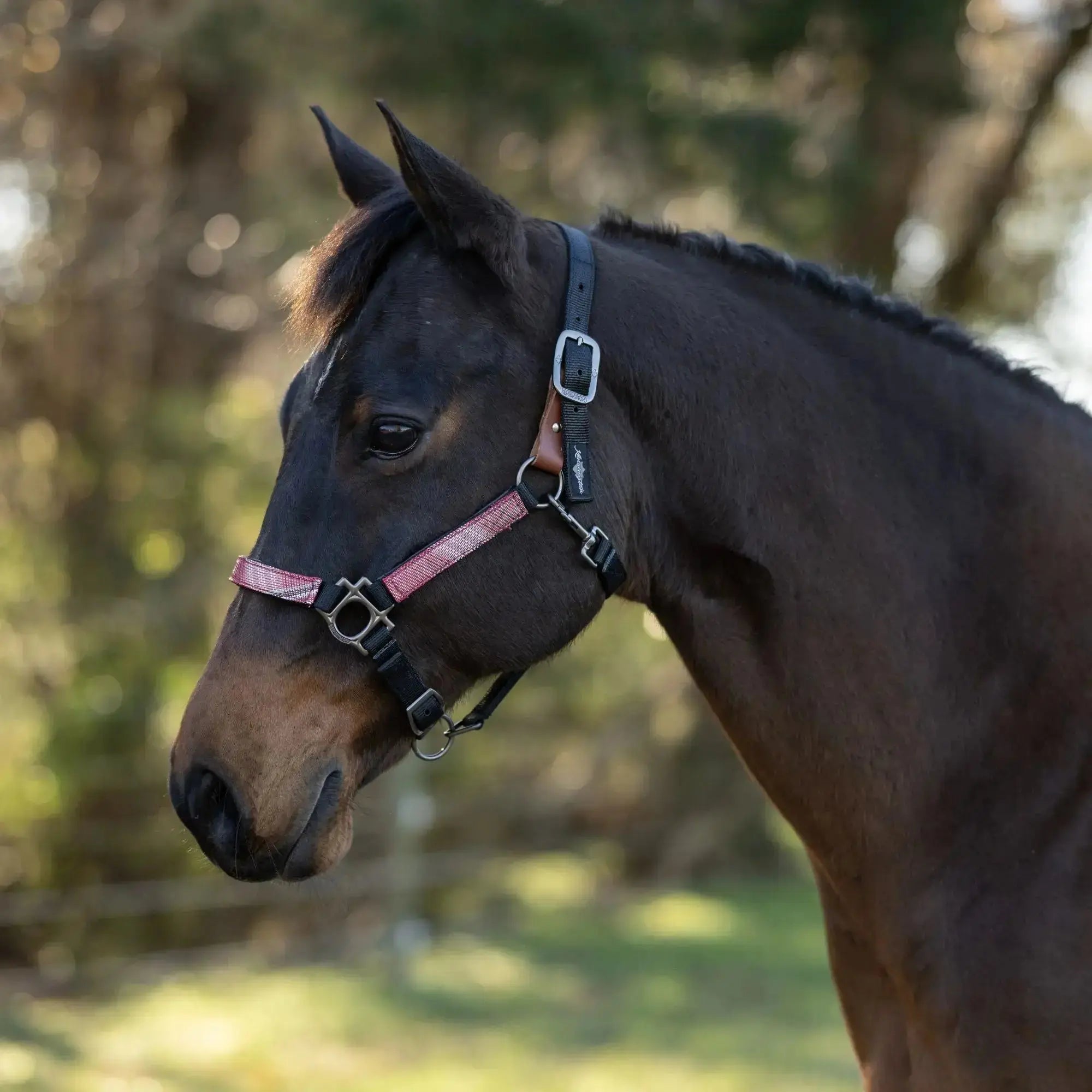 Premium Nylon Breakaway Halter  