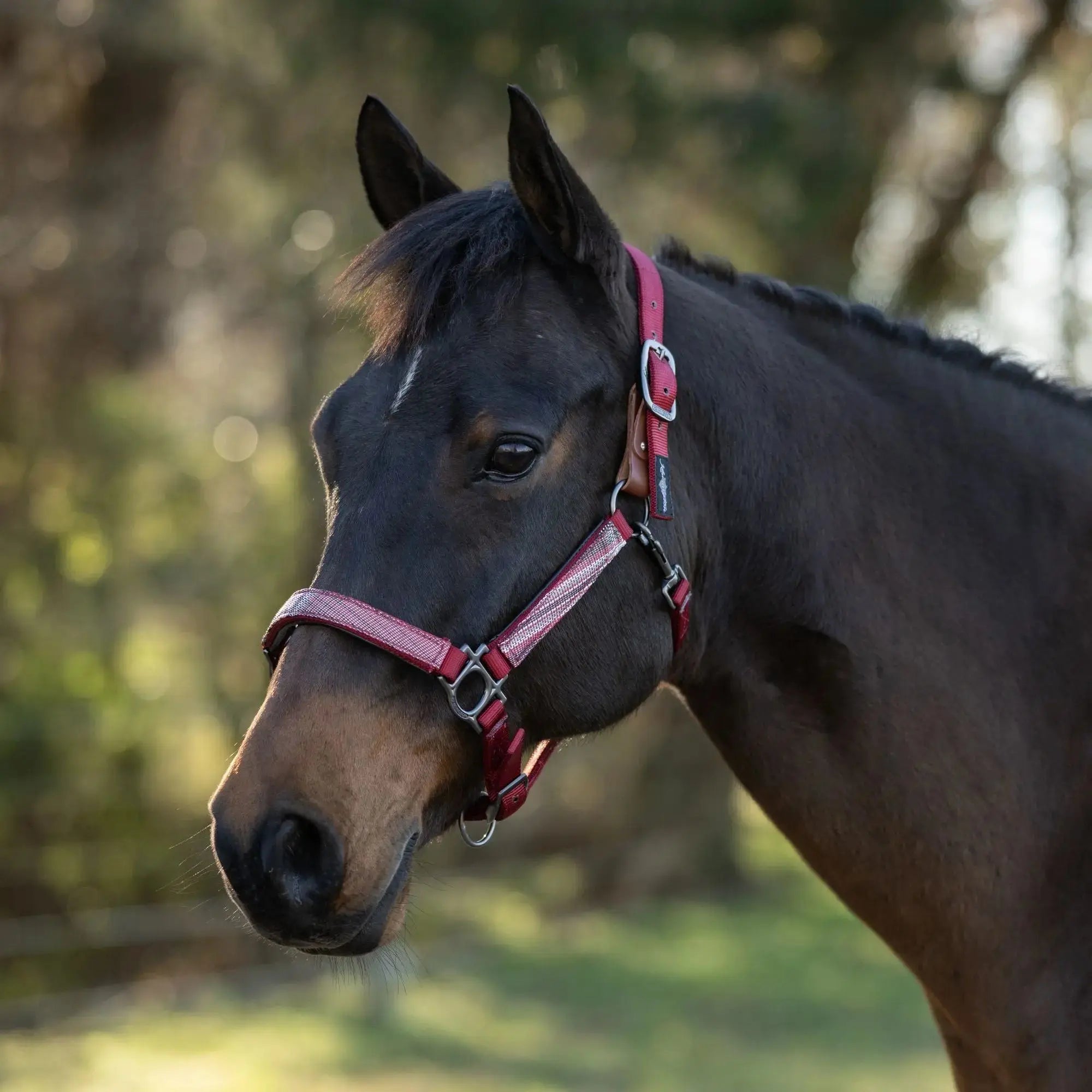 Premium Nylon Breakaway Halter  