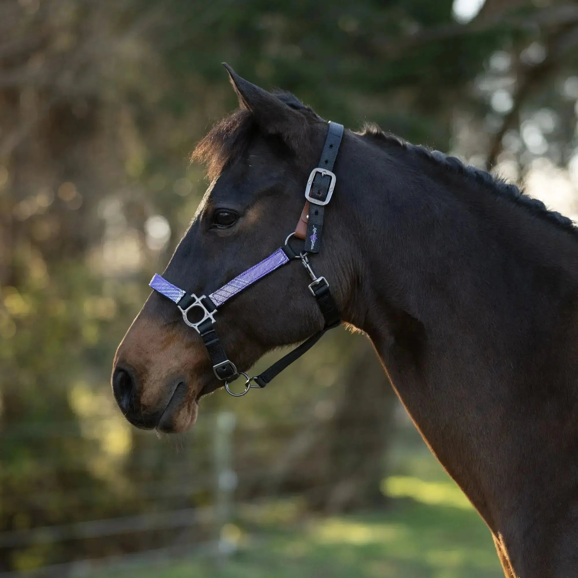 Premium Nylon Breakaway Halter  