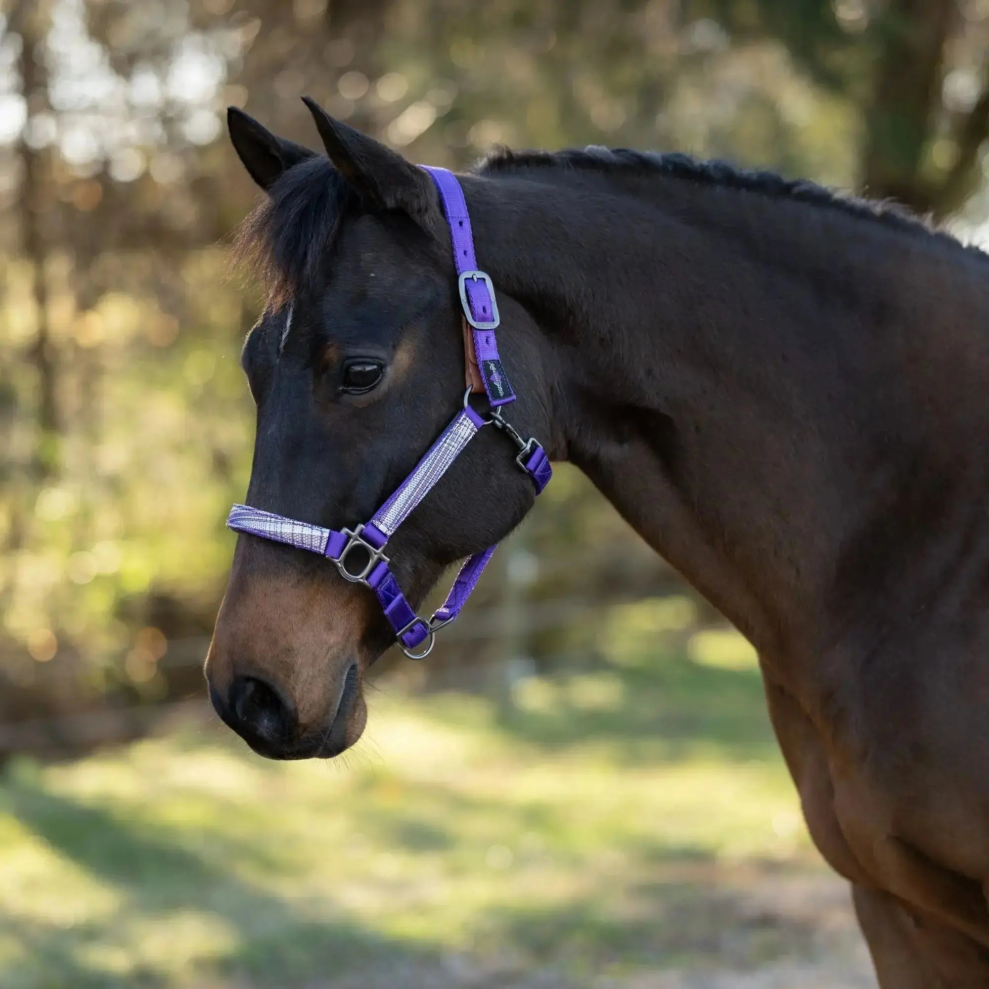 Premium Nylon Breakaway Halter  