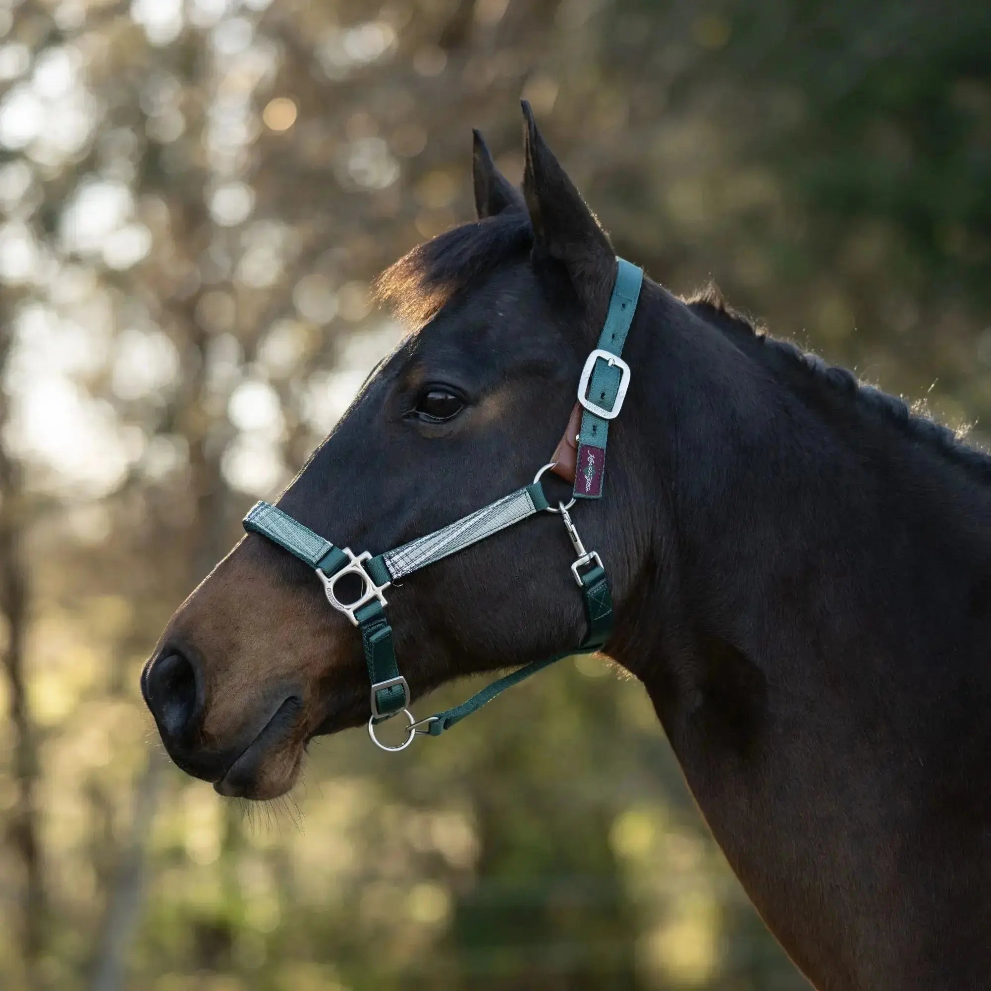 Premium Nylon Breakaway Halter  