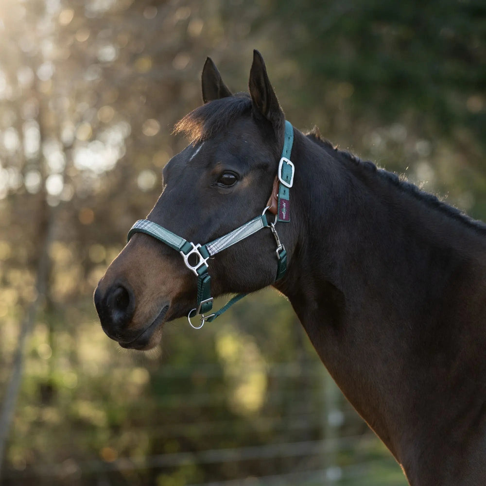 Premium Nylon Breakaway Halter