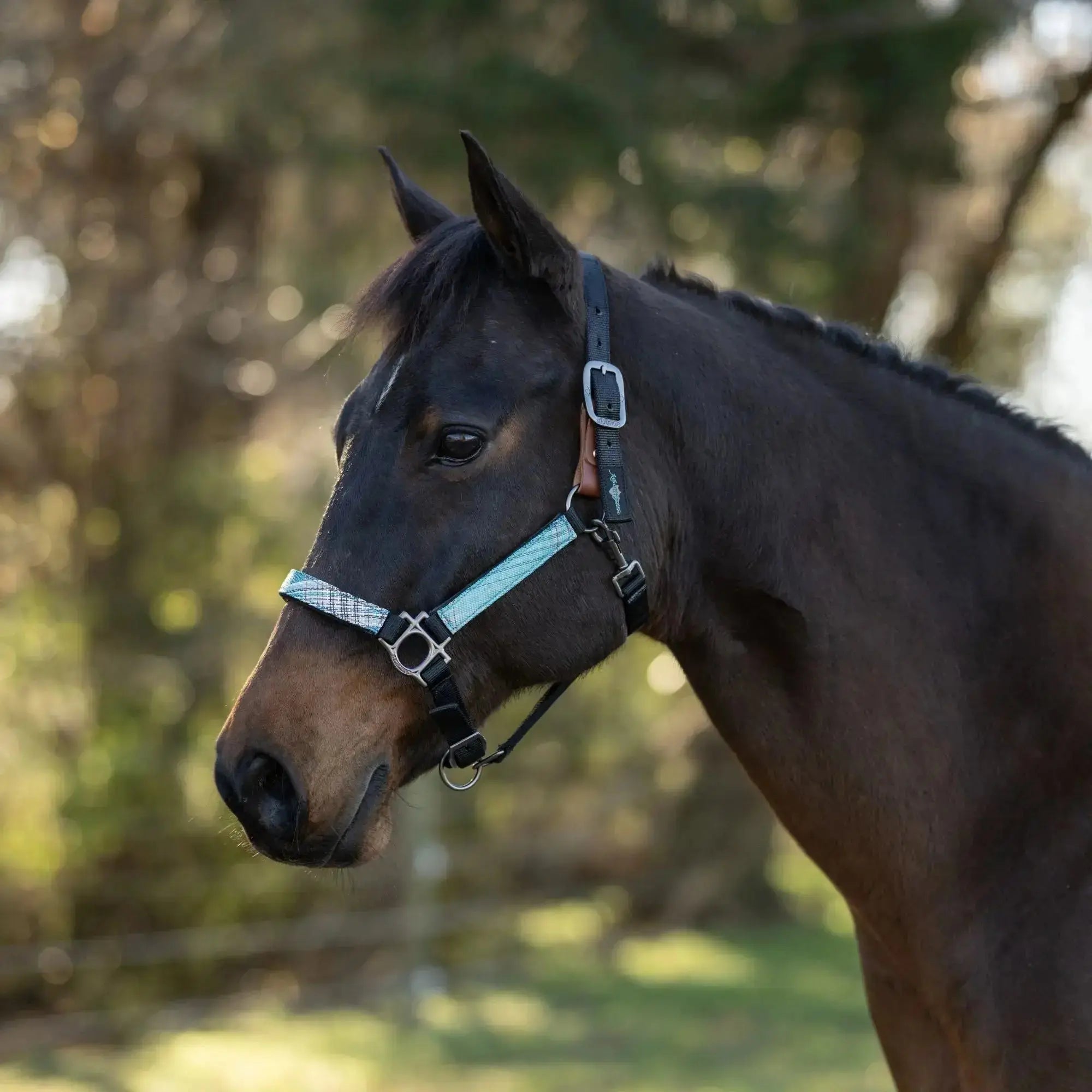 Premium Nylon Breakaway Halter  