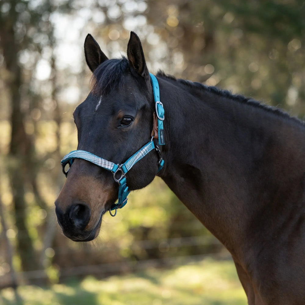 Premium Nylon Breakaway Halter