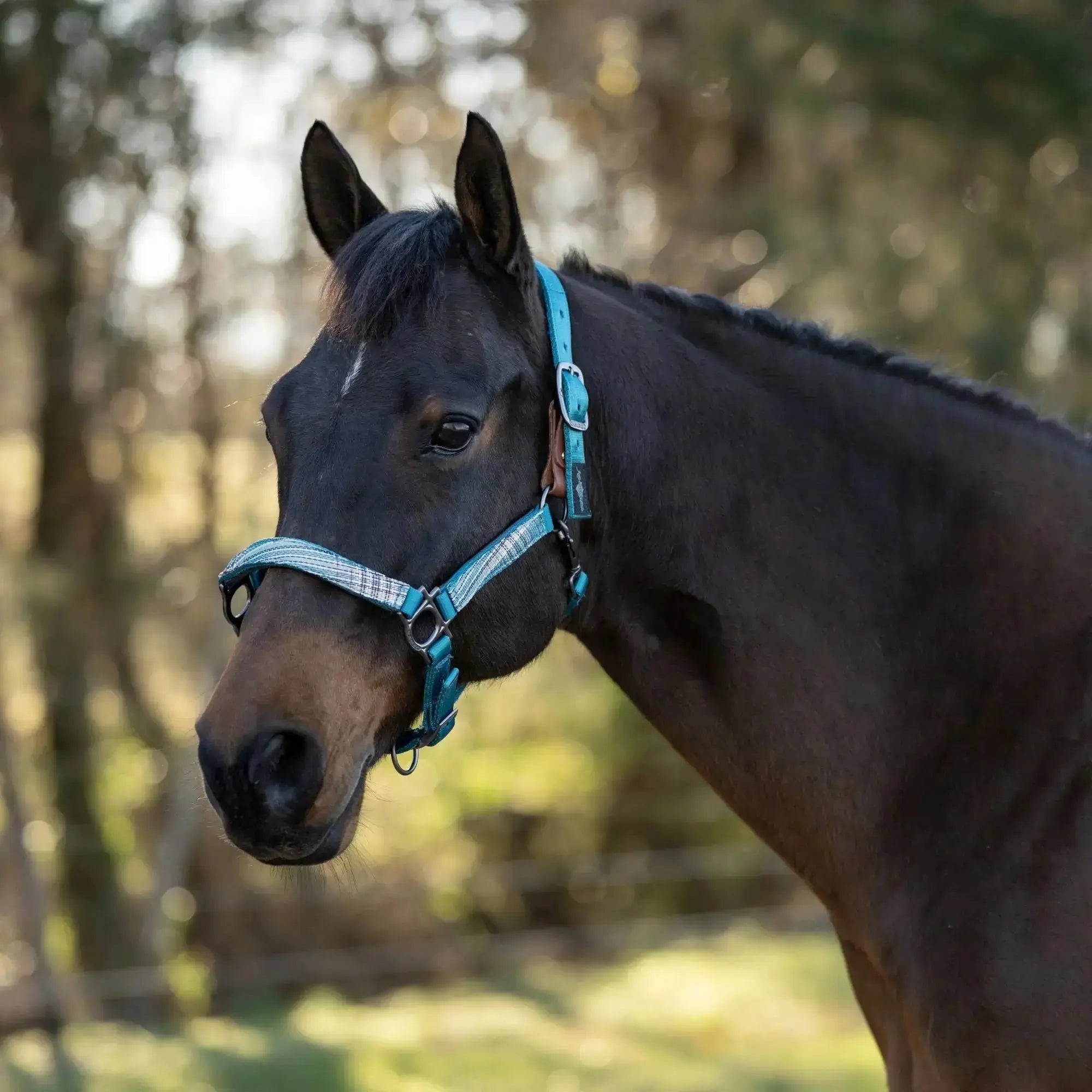 Premium Nylon Breakaway Halter  
